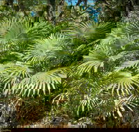 Mungo Rainforest Walk - Kempsey Accommodation