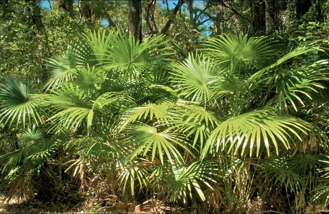 Mungo Rainforest Walk - Kempsey Accommodation 0