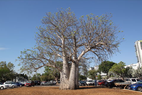 Old Boab Tree In Cavenagh Street - Kempsey Accommodation 0