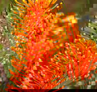 Wongan Hills Wildflowers - Kempsey Accommodation