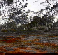 Woylie Walk Dryandra Woodland - Kempsey Accommodation