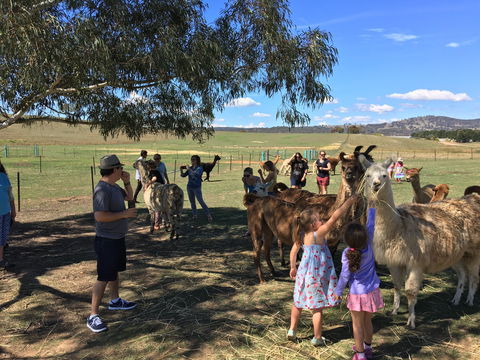 Alpaca Magic Stud - Kempsey Accommodation 0