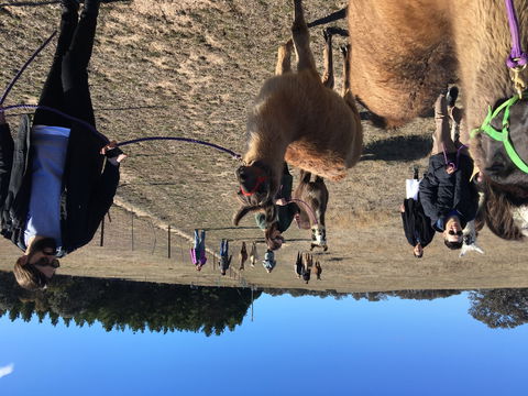 Alpaca Magic Stud - Kempsey Accommodation 1