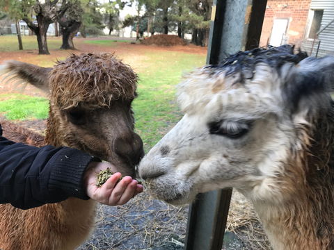 Alpaca Farm Experience At Crookwell - Kempsey Accommodation 0