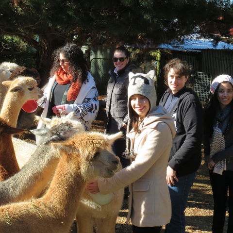 Alpaca Farm Experience At Crookwell - Kempsey Accommodation 2