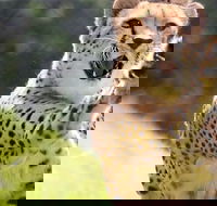 Billabong Zoo Koala and Wildlife Park - Kempsey Accommodation