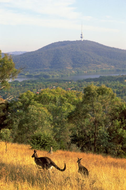 Canberra Centenary Trail - Kempsey Accommodation 1