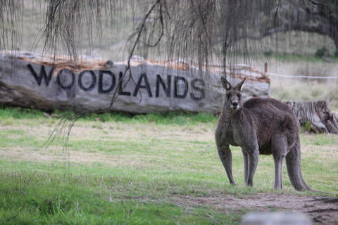 Living Legends: The International Home Of Rest For Champion Horses - Kempsey Accommodation 1