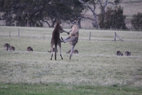 Living Legends: The International Home Of Rest For Champion Horses - Kempsey Accommodation 2