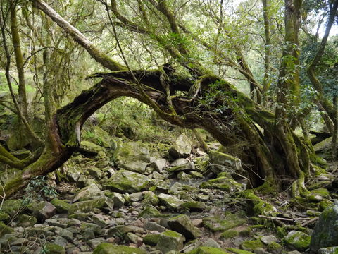 Mitchell River Walking Track - Kempsey Accommodation 0