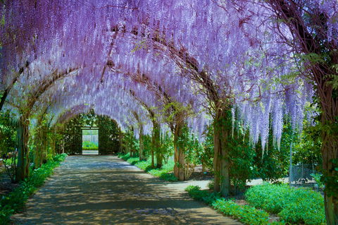 Alowyn Gardens And Nursery - Kempsey Accommodation 0