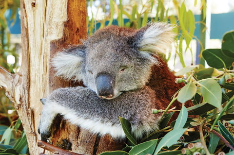 Animals And Family Fun - Kempsey Accommodation 0