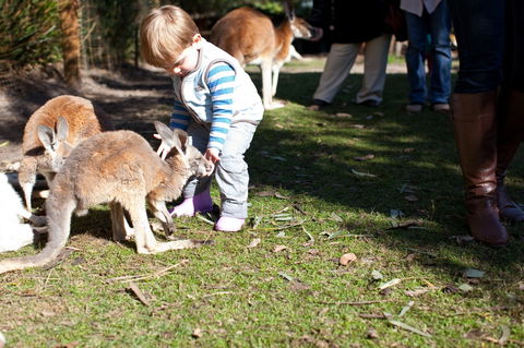 Animals And Family Fun - Kempsey Accommodation 1