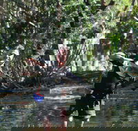 Barra Feeding - Kempsey Accommodation