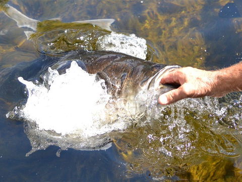 Barra Feeding - Kempsey Accommodation 1