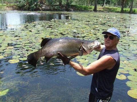 Barra Feeding - Kempsey Accommodation 2