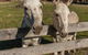 Brickendon Historic Farm And Convict Village - thumb 2