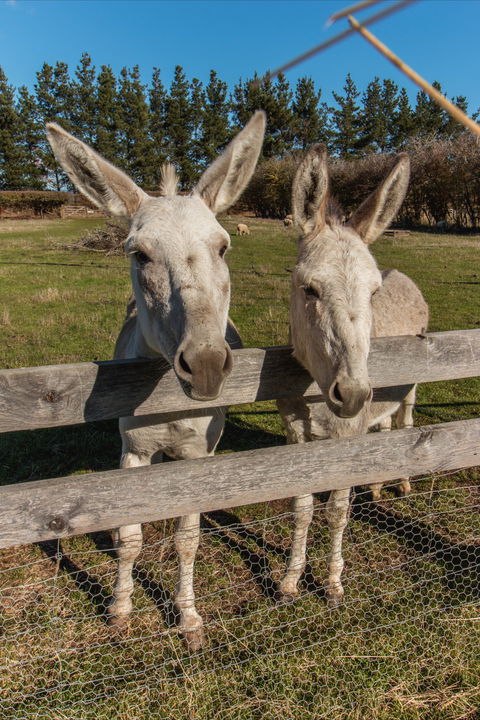 Brickendon Historic Farm And Convict Village - Kempsey Accommodation 2