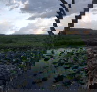 Fogg Dam Conservation Reserve - Kempsey Accommodation