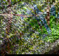 Great North walk - Palm Grove Nature Reserve - Kempsey Accommodation