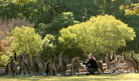 Lone Pine Koala Sanctuary - Kempsey Accommodation 0
