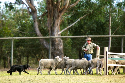 Lone Pine Koala Sanctuary - Kempsey Accommodation 2