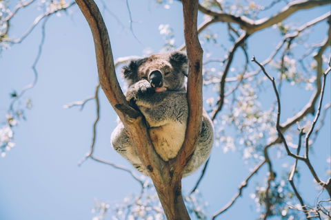 Samford Conservation Park And Bunyaville Conservation Park - Kempsey Accommodation 2
