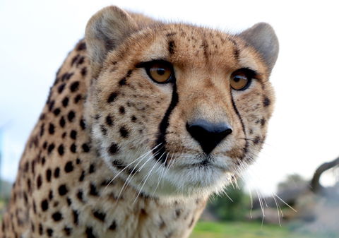 Tasmania Zoo - Kempsey Accommodation 0
