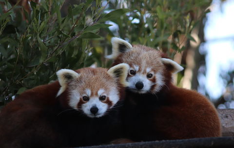 Tasmania Zoo - Kempsey Accommodation 1