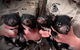 Tasmania Zoo - thumb 2