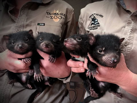 Tasmania Zoo - Kempsey Accommodation 2