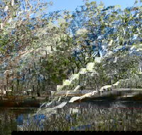 Wongi State Forest - Kempsey Accommodation