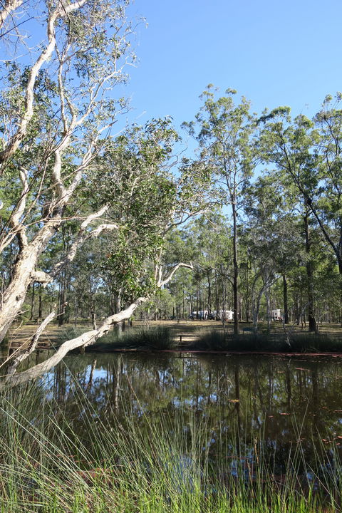 Wongi State Forest - Kempsey Accommodation 0