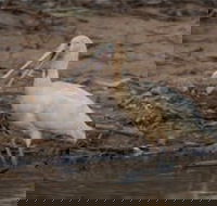 Bird watching at the Goan water hole - Kempsey Accommodation