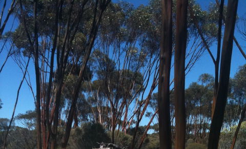 Boorabbin National Park - Kempsey Accommodation 0