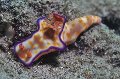 Curtin Artificial Reef Dive Site - Kempsey Accommodation 0