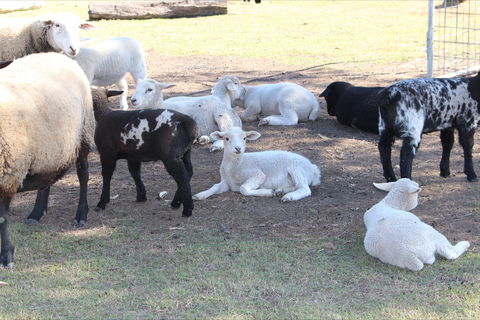 Haigslea EWE Nique Hobby Farm - Kempsey Accommodation 1