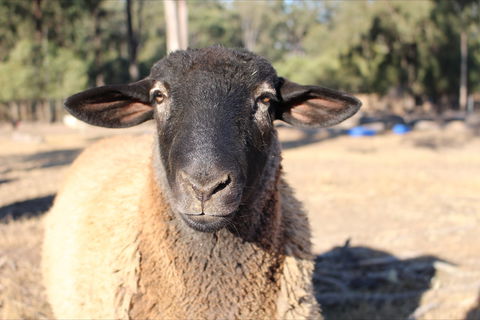 Haigslea EWE Nique Hobby Farm - Kempsey Accommodation 2