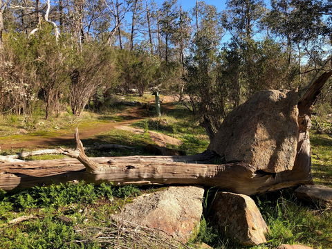 Pine Gully Nature Trail - Kempsey Accommodation 1