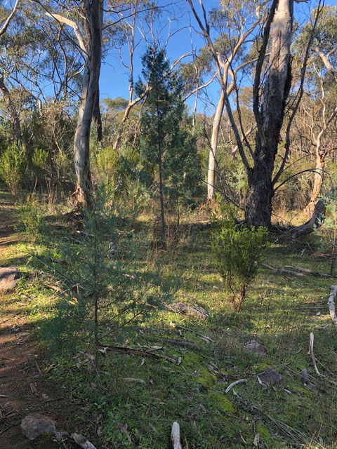 Pine Gully Nature Trail - Kempsey Accommodation 2