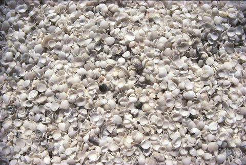 Shell Beach - Kempsey Accommodation 0