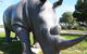 Tailem Bend Rhino Park And Dickson Reserve - thumb 0