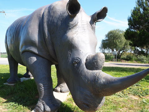 Tailem Bend Rhino Park And Dickson Reserve - Kempsey Accommodation 0