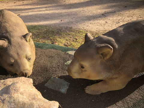 Wombat Statues, Moonta - Kempsey Accommodation 1