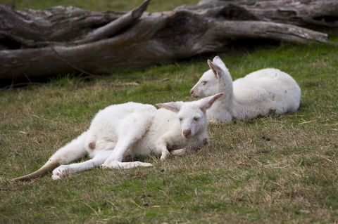 Yarra Valley Nocturnal Zoo - Kempsey Accommodation 0