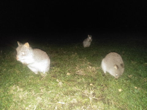 Yarra Valley Nocturnal Zoo - Kempsey Accommodation 2