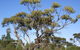 Australian Inland Botanic Gardens - thumb 1