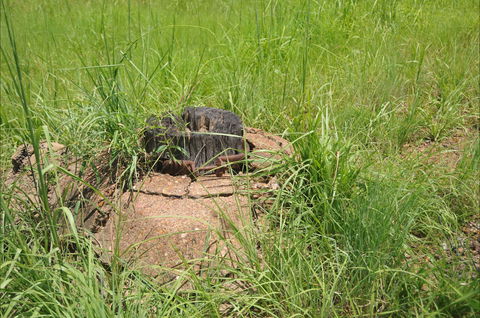 Brocks Creek Chinatown And Temple Site - Kempsey Accommodation 0