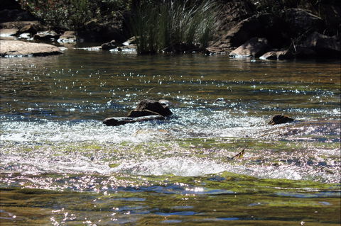 Frere's Crossing Bushwalk - Kempsey Accommodation 1