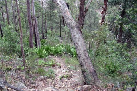 Frere's Crossing Bushwalk - Kempsey Accommodation 2